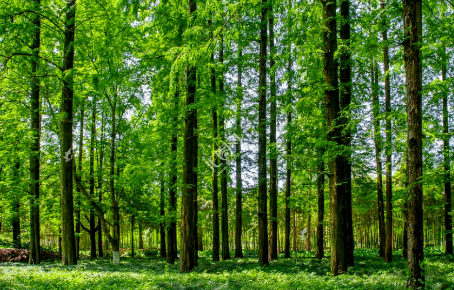 森林樹木 森林樹木